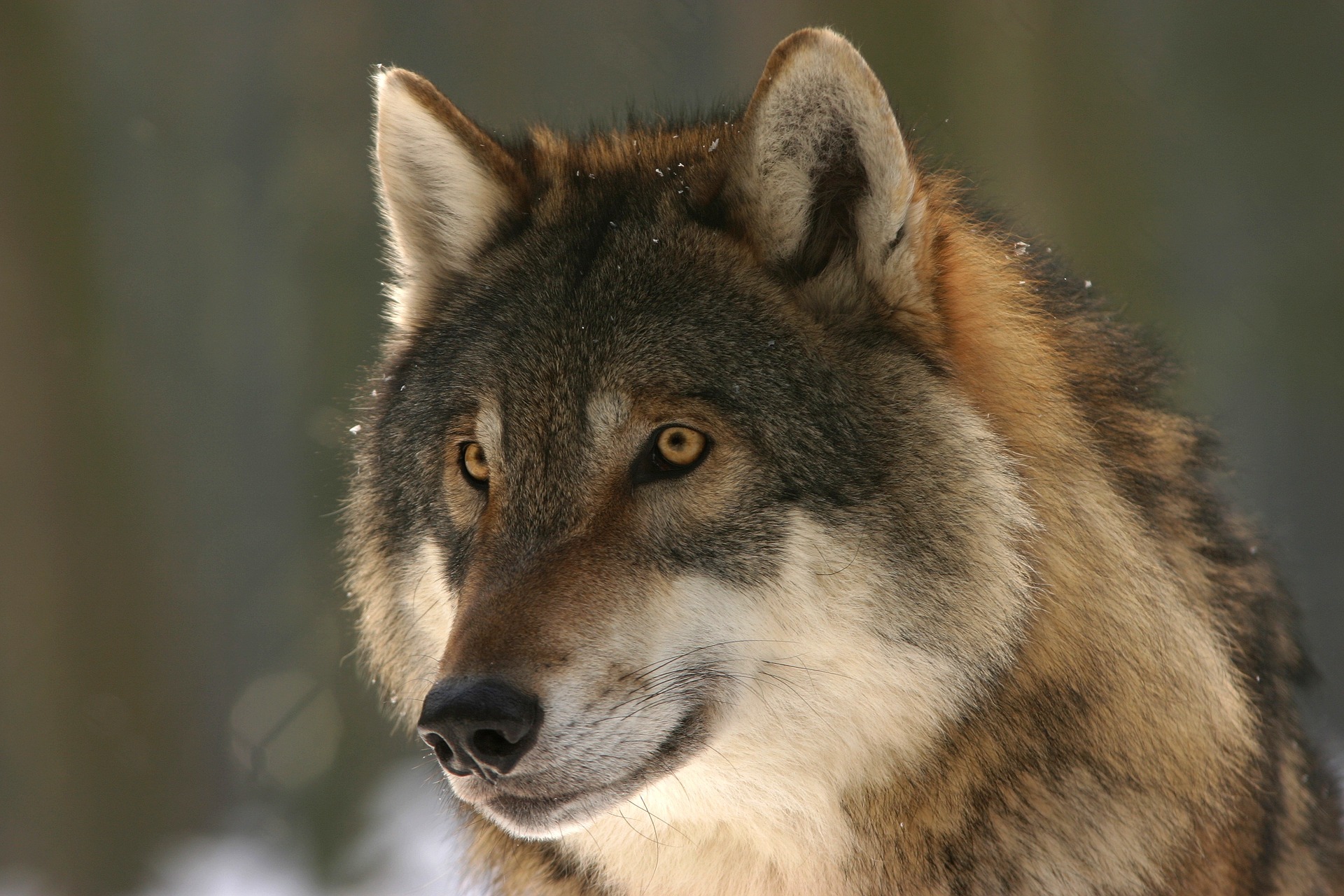 Samyak Singh wolf - Samyak Singh